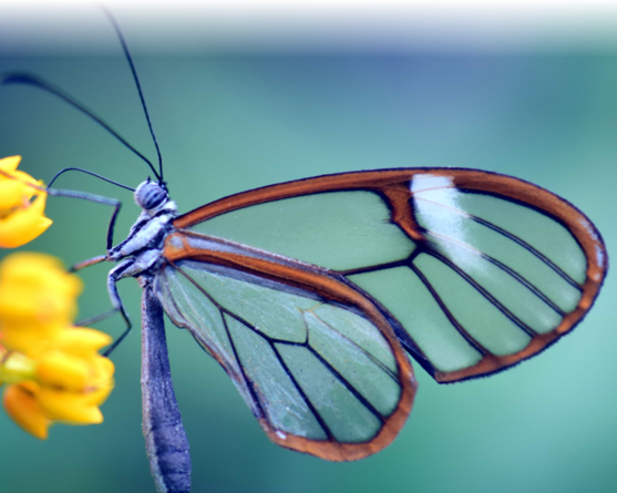glasswing butterfly on flower