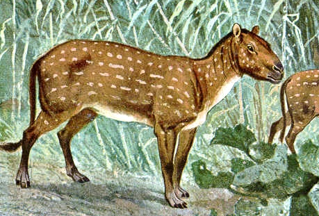The fox-sized horse ancestor, <i>Hyracotherium</i>
