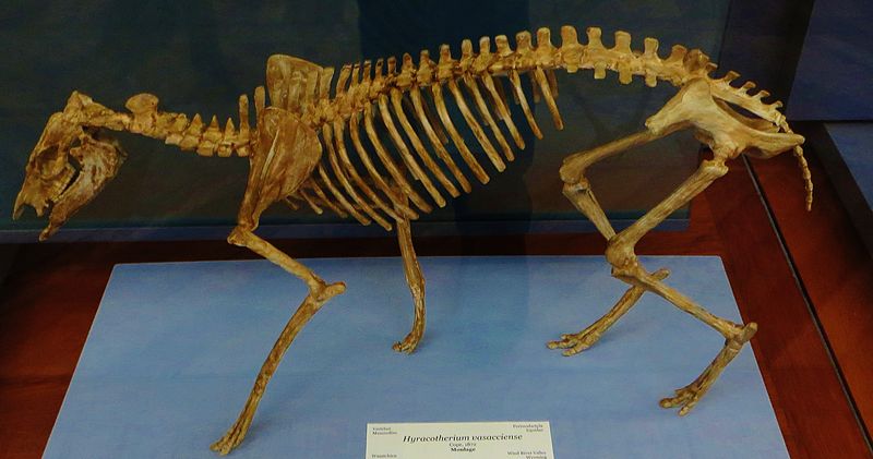 skeleton of Hyracotherium