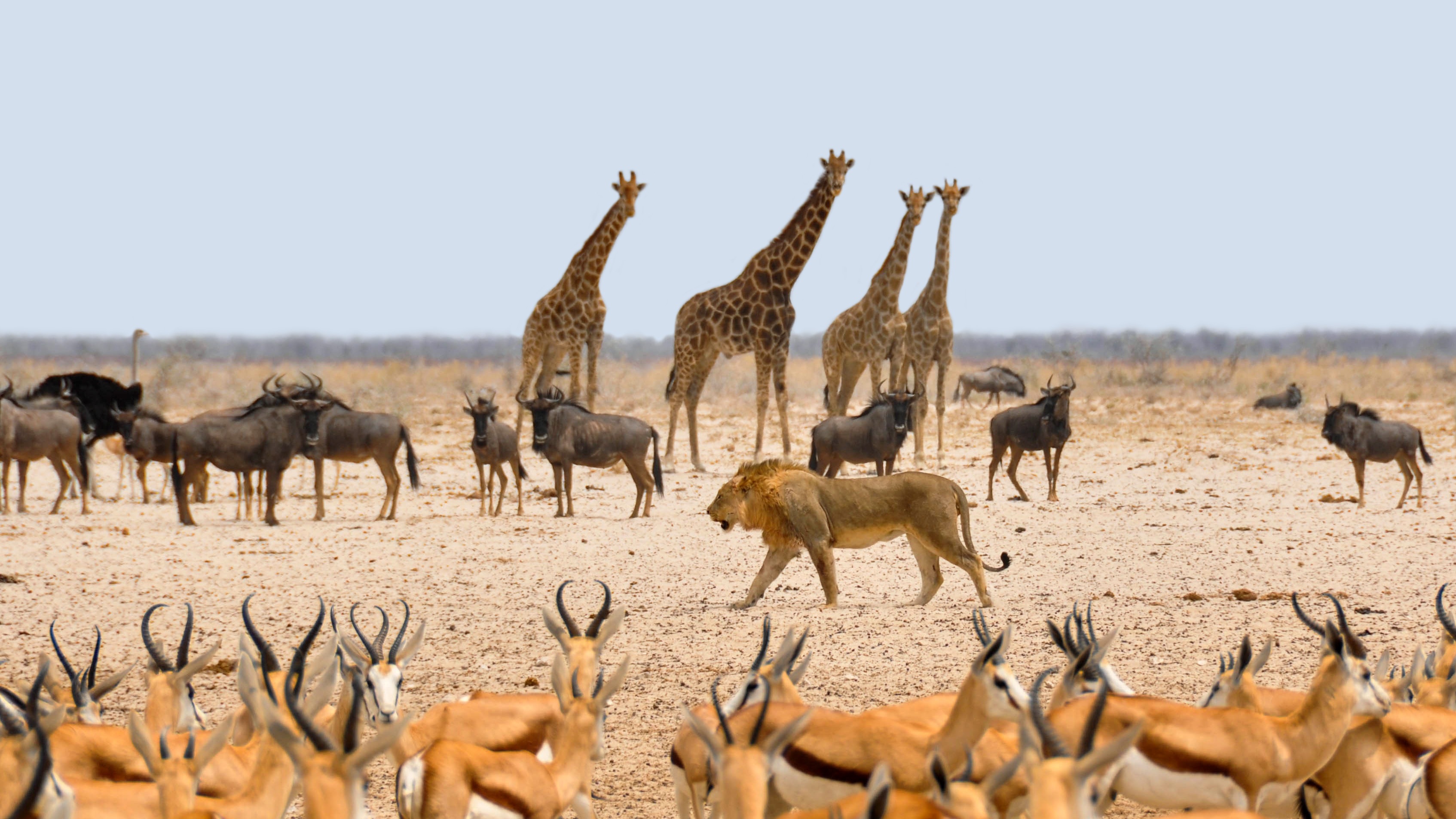 African wildlife