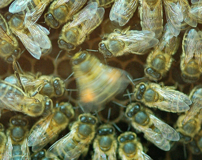 waggle dance of a bee