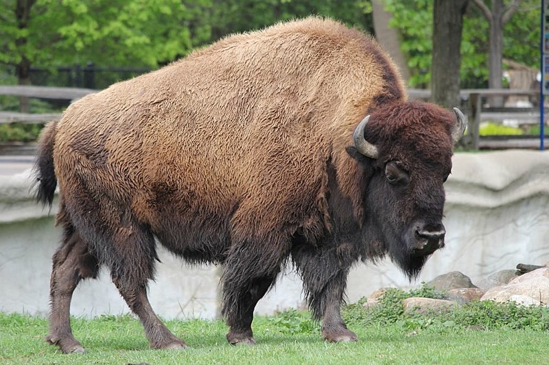 American bison