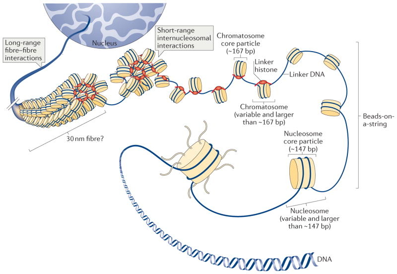 nucleosomes and their role in chromatin compaction