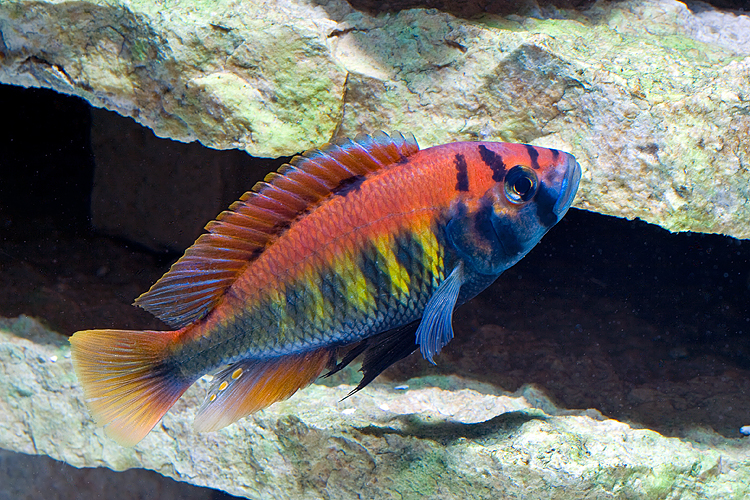 cichlid fish (Pundamilia (Haplochromis) nyererei)