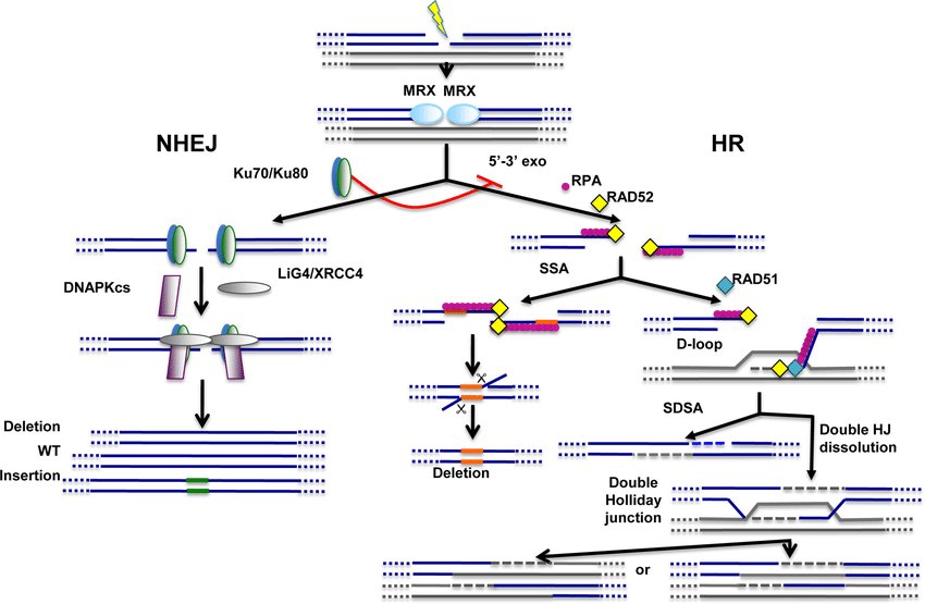 DNA
double-strand repair pathways