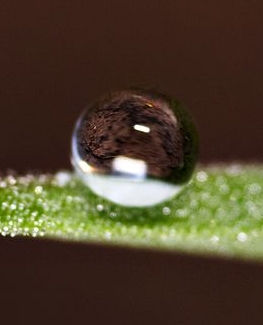 dew drop on a leaf
