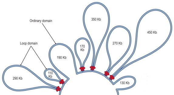 schematic representation of dna loops