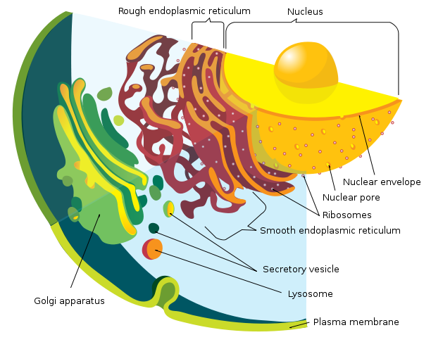 schematic representation of the membrane systems of a cell