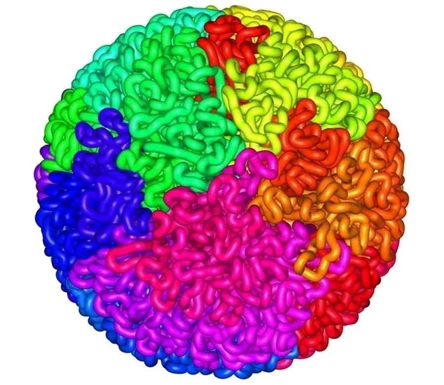 chromosomes shown as a fractal globule