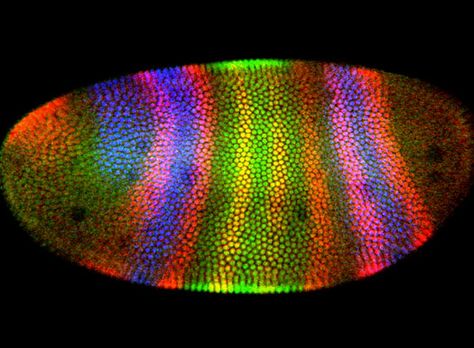 gene expression bands on a fruit fly embryo, artificially colored