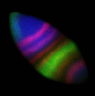 gene expression bands on a fruit fly embryo, artificially colored