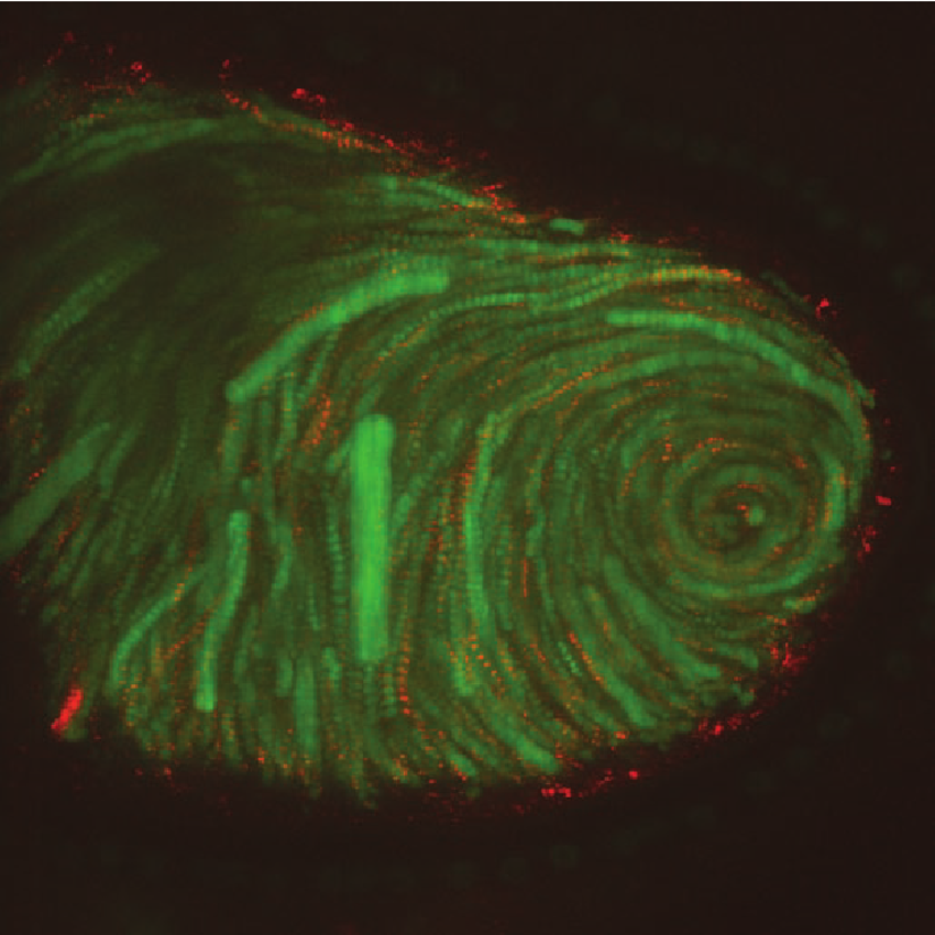 fruitfly oocyte “in motion”