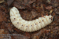 goliath beetle larva (Goliathus goliatus)