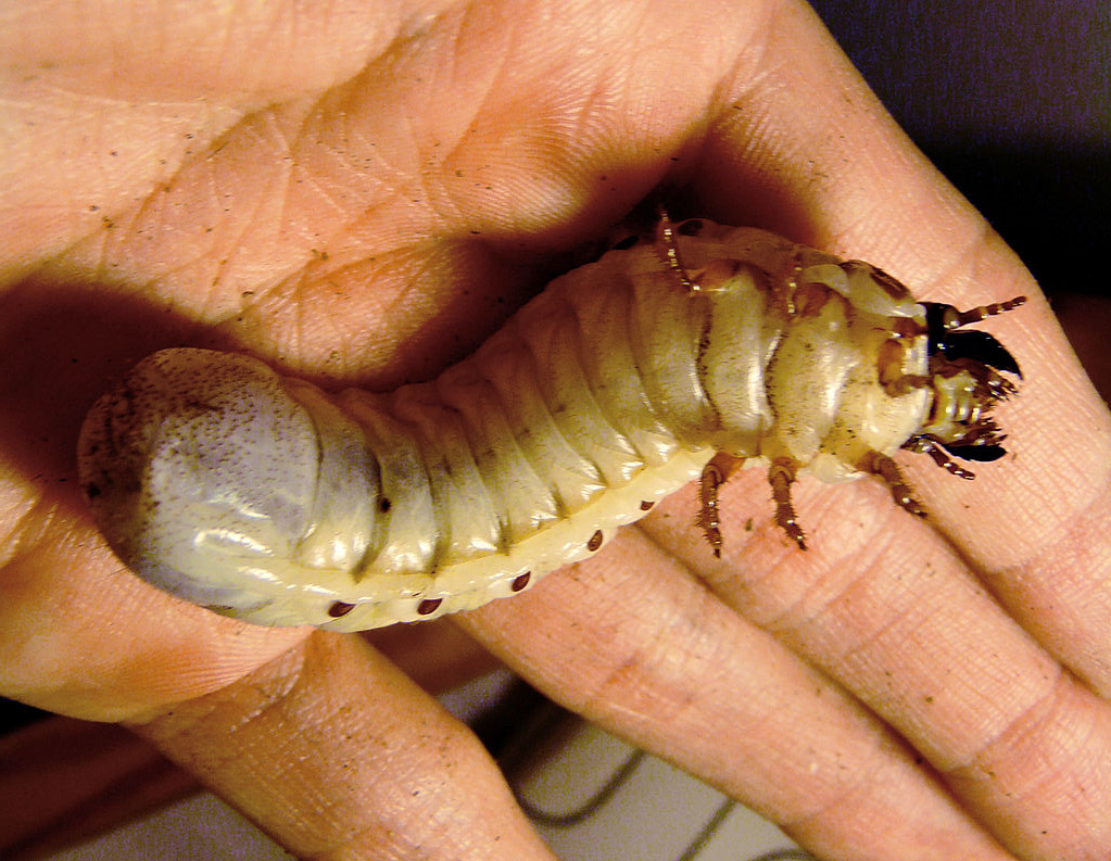 goliath beetle larva (Goliathus goliatus)