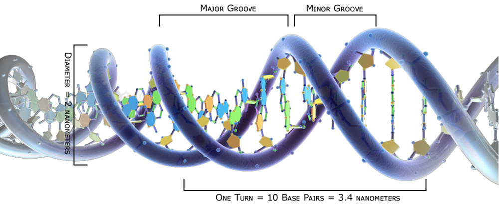 Major and minor grooves of the DNA double helix