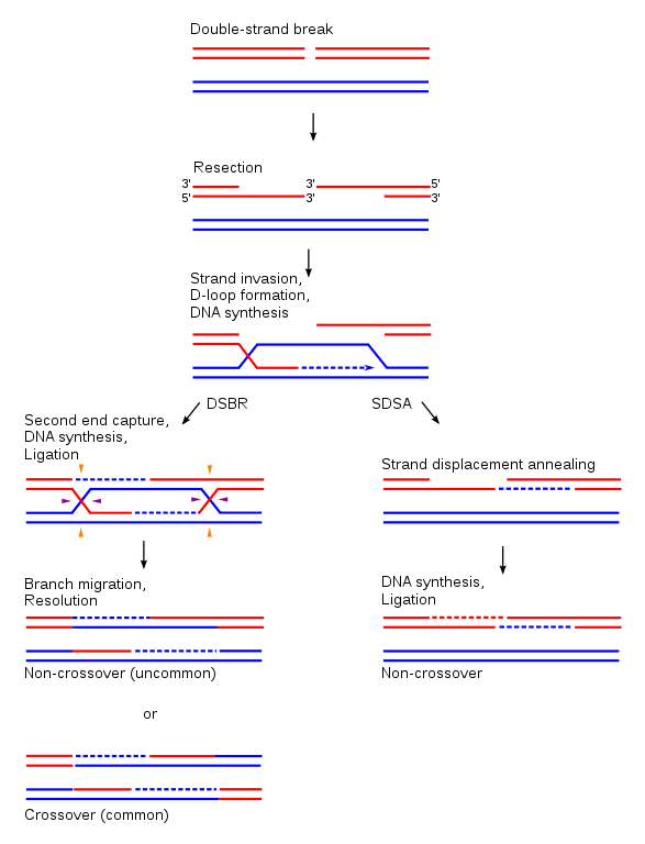 A DNA
holliday junction