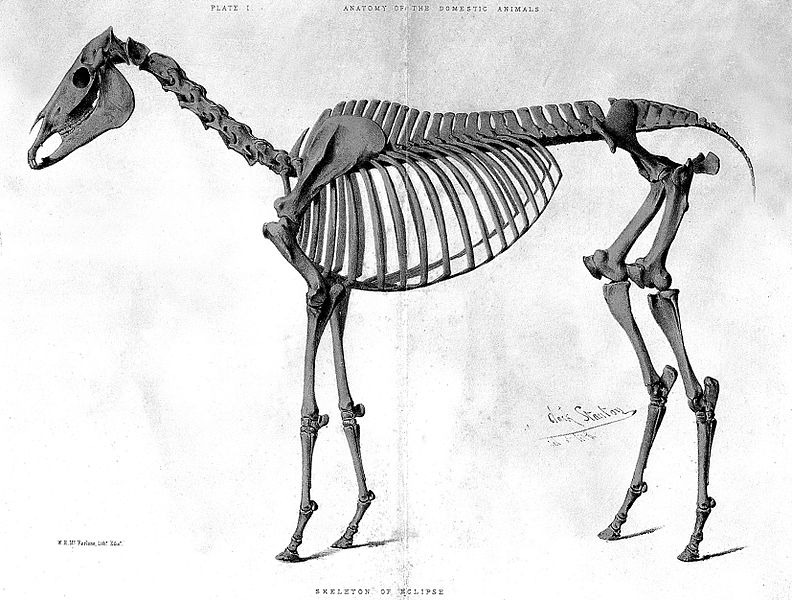 skeleton of a modern horse