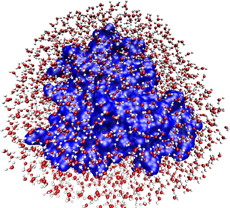 representation of a hydrated protein