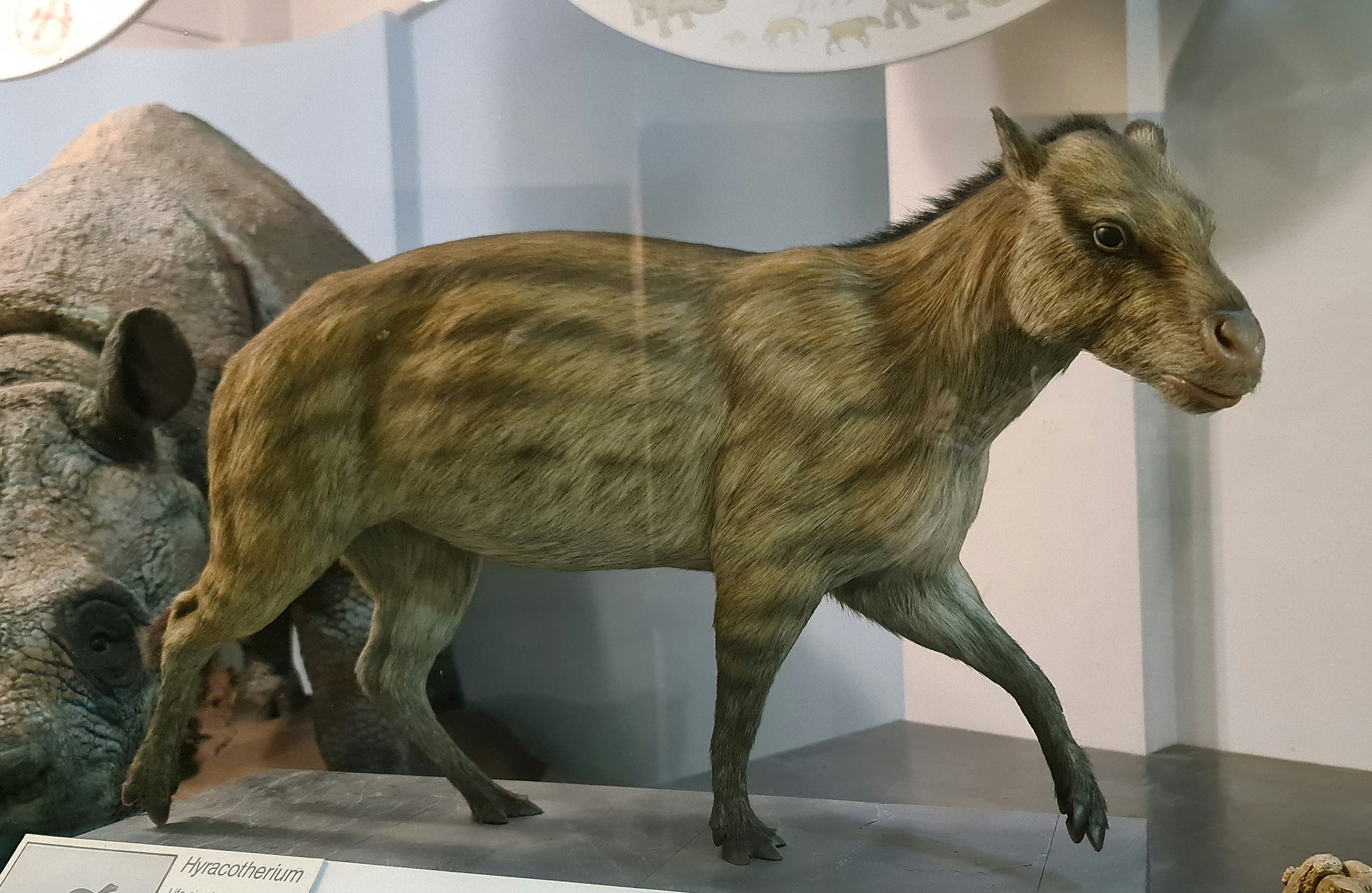 The fox-sized horse ancestor, <i>hyracotherium</i>