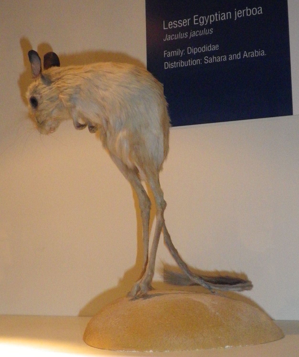 Taxidermied lesser Egyptian jerboa