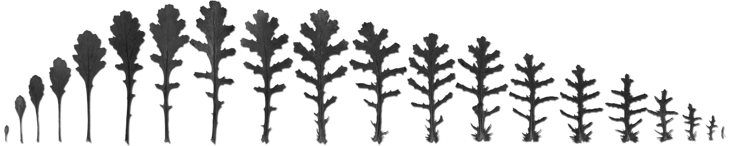 groundsel leaf sequence