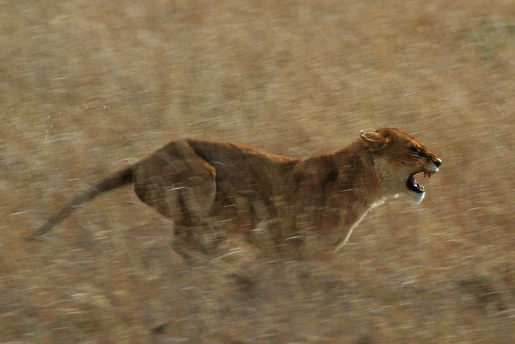 charging lioness