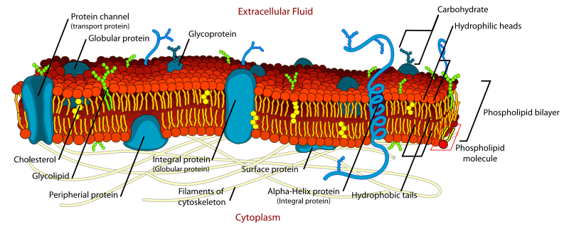 cell membrane: lipid bilayer with embedded proteins and other molecules