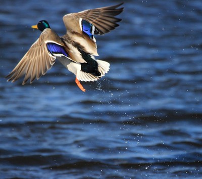 mallard duck showing the speculum on each wing