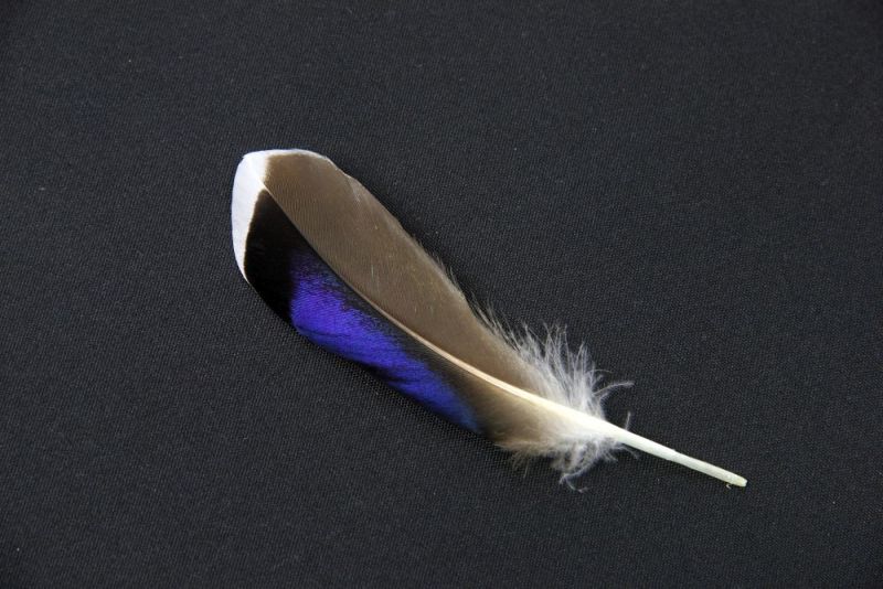 a feather of the mallard speculum