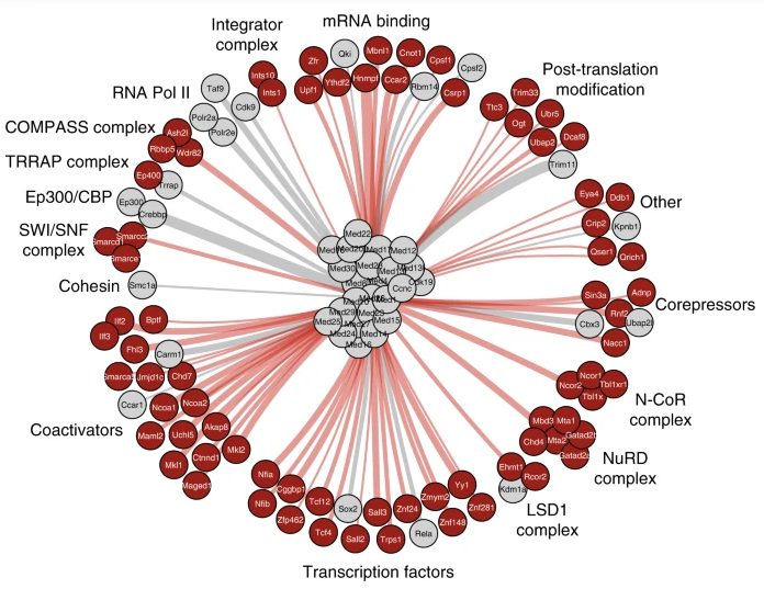 interaction network of Mediator subunits in mouse neural cells