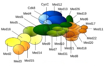cartoon representation of mediator subunits
