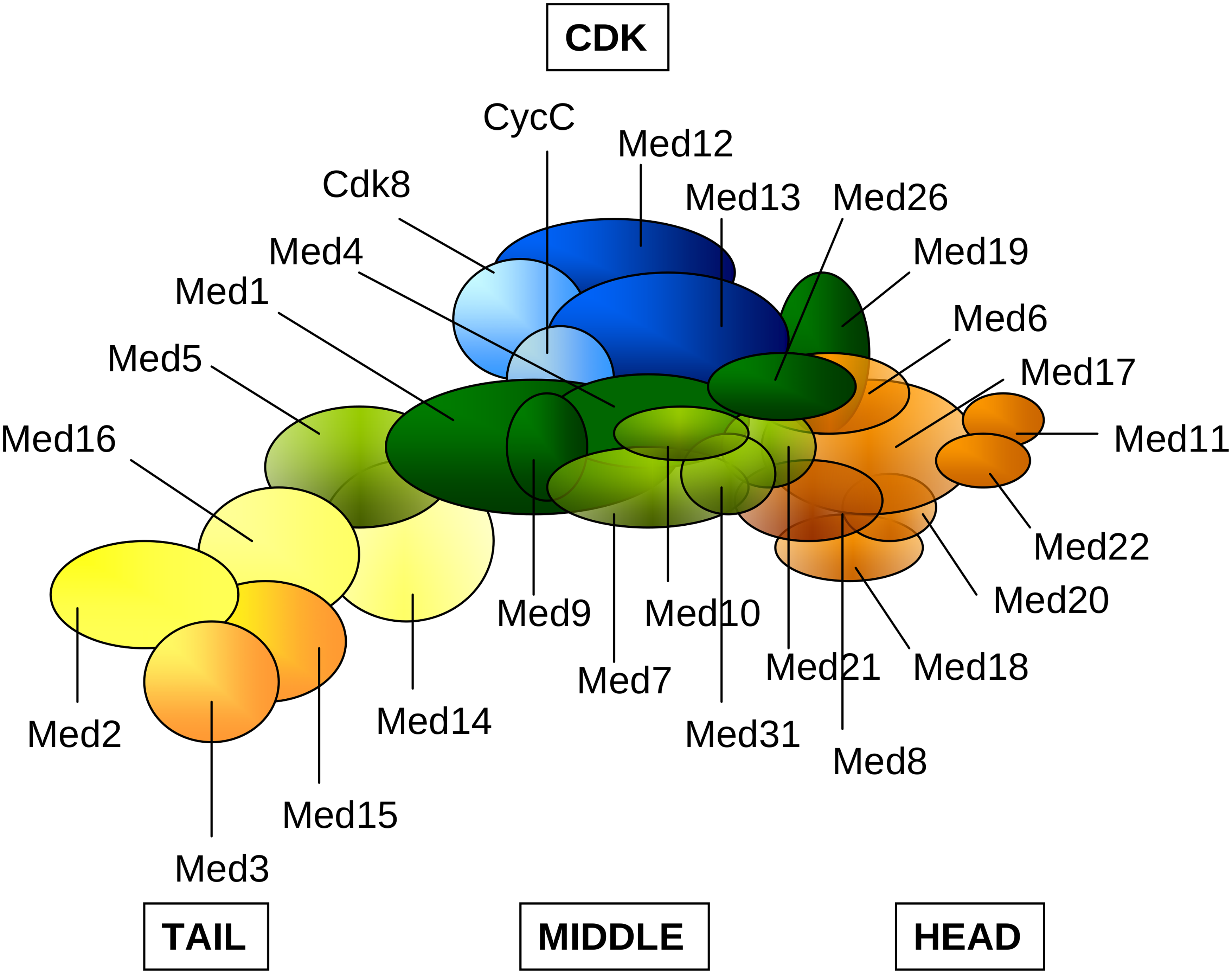 cartoon representation of mediator subunits