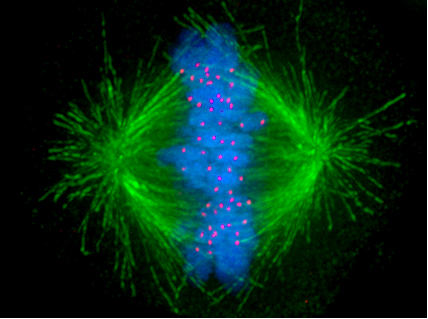 image of the mitotic spindle in a human cell