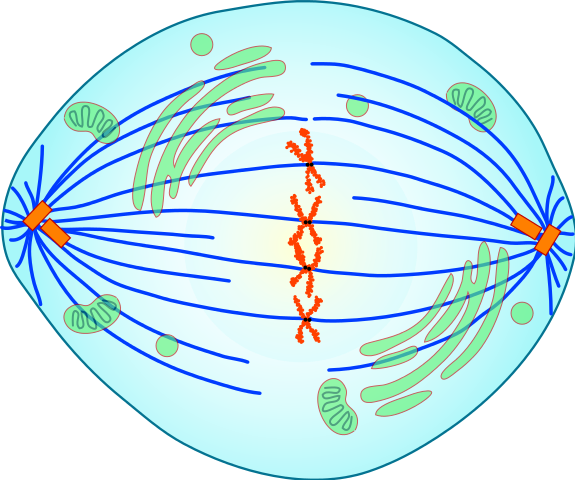 schematic repesentation of the mitotic spindle with two duplicated
chromosomes
