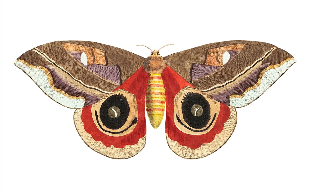 the moth Automeris janus