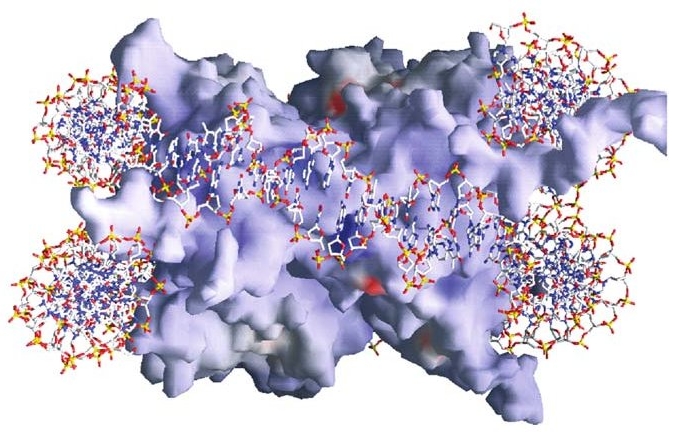 another structural representation of the nucleosome