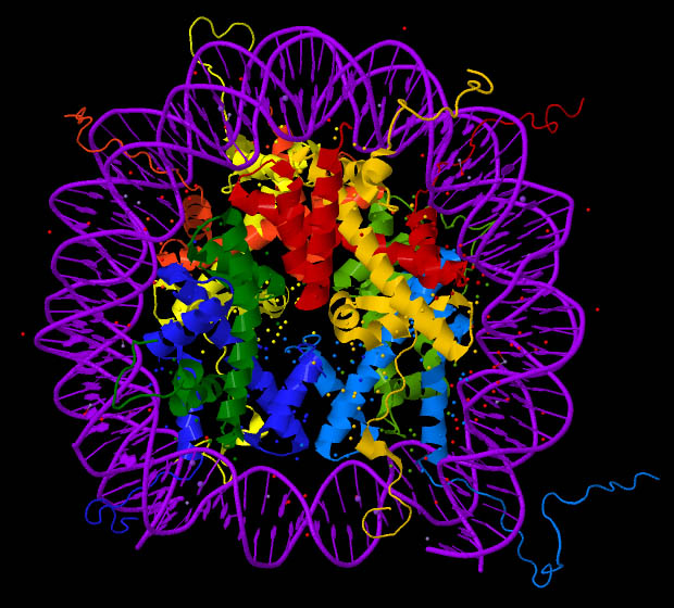 enlarged ribbon diagram of the nucleosome
