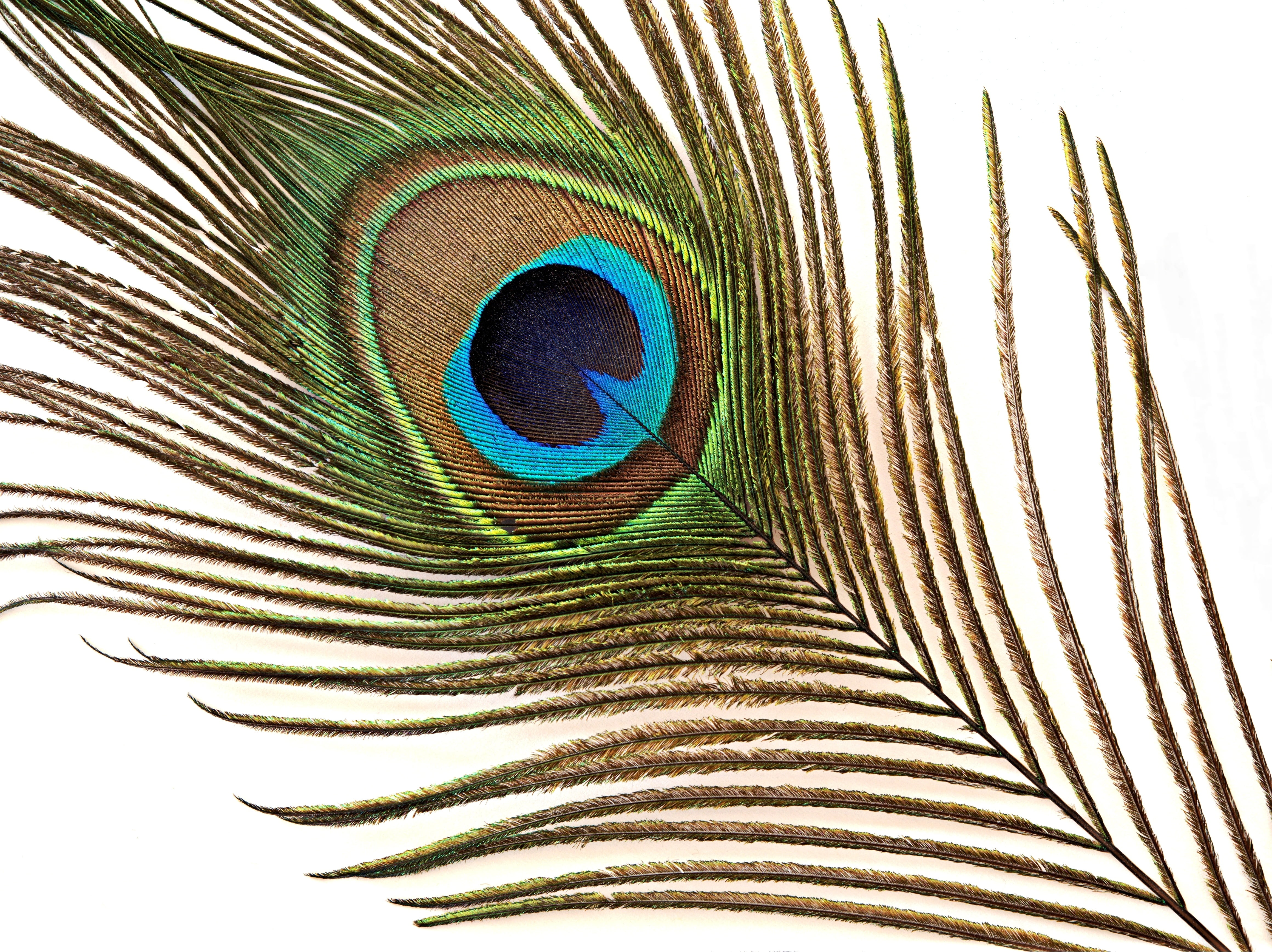 eyespot in a peacock feather