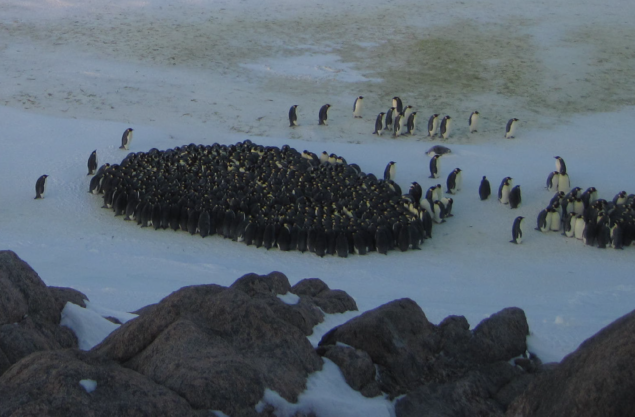 penguins tightly huddled together against the cold