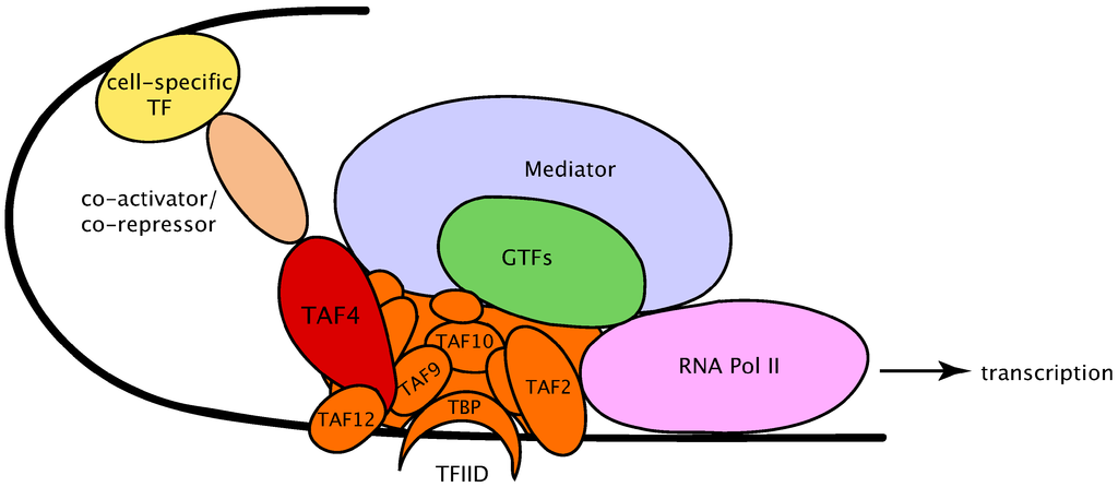 cartoon representation of the transcriptional pre-initiation complex