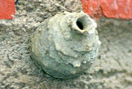 nest of a potter wasp