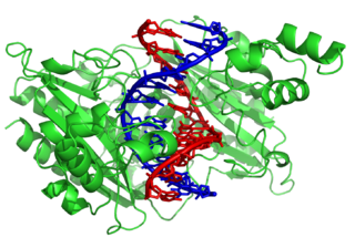 schematic ribbon structure of a protein