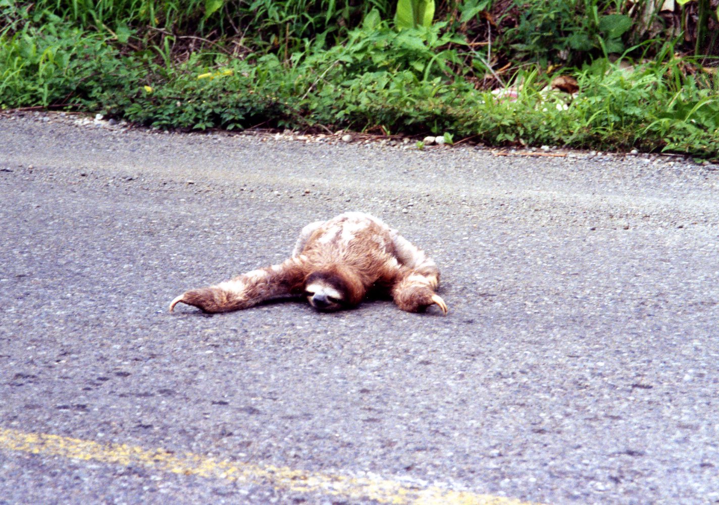 A sloth rather helplessly trying to cross a road