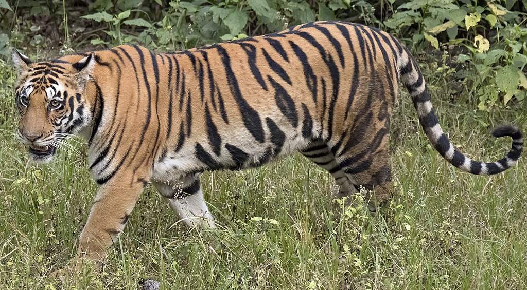 female tiger