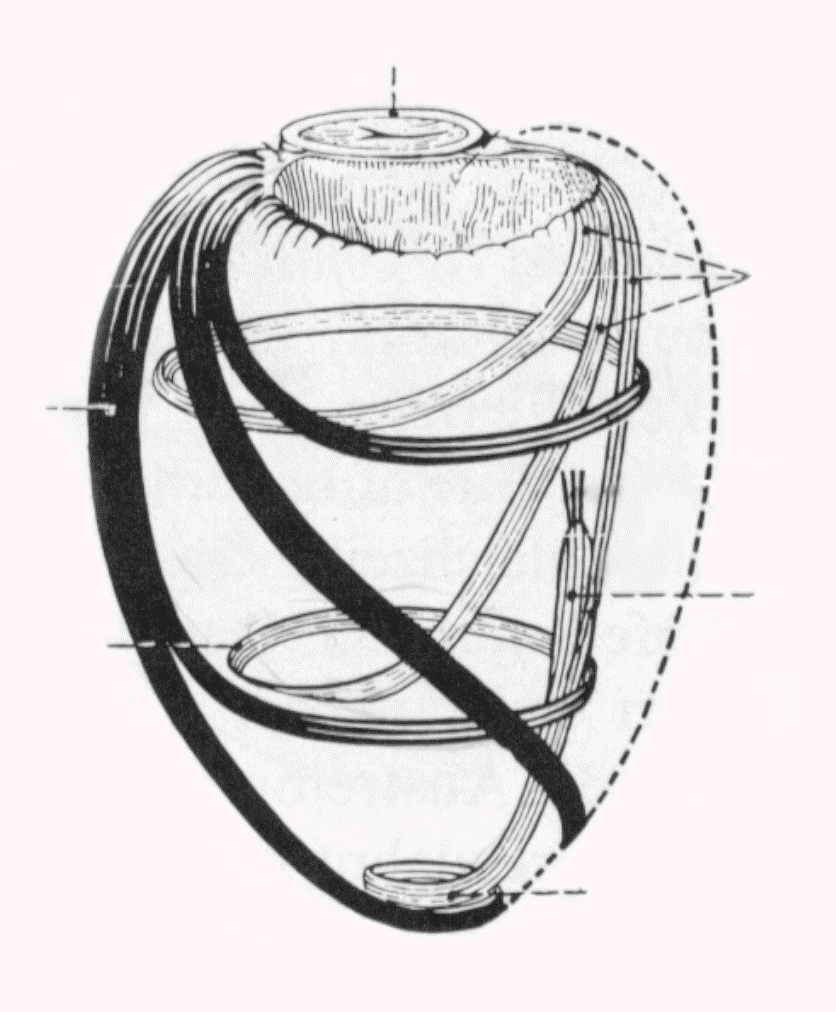 spiraling heart fibers of the
left ventricle of the heart