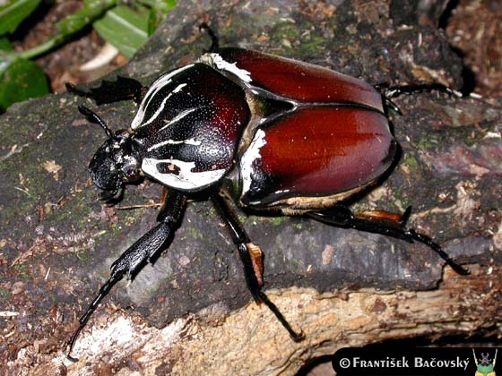 goliath beetle adult (Goliathus goliatus)