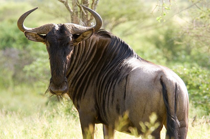 a wildebeest