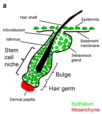 mouse
hair follicle