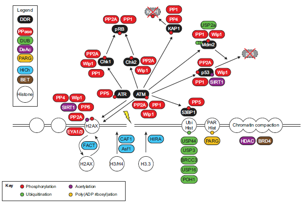 Dismantling the DNA damage checkpoint