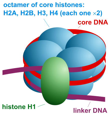 schematic representation of
a nucleosome